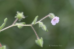 Trichodesma inaequale